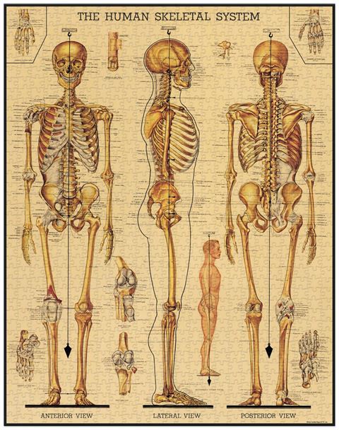 1000 piece jigsaw puzzle with illustrations and details of human skeleton and bones
