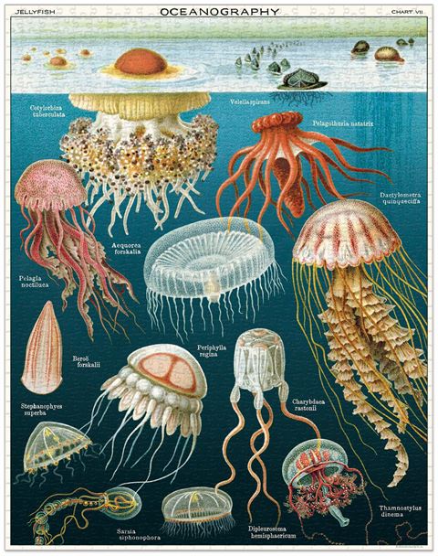 1000 piece jigsaw puzzle featuring multiple species of jellyfish.