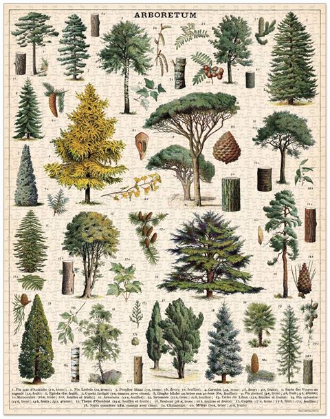 1000 piece jigsaw puzzle featuring multiple species of trees.