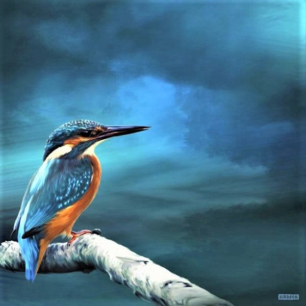 Kingi on Watch - Kingfisher